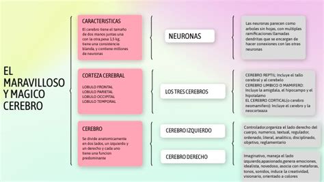 Cuadro SinÓptico Del Cerebro Joseph Alexander