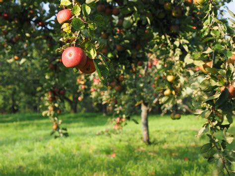 Kashmir Apple Garden Wallpaper | Fasci Garden