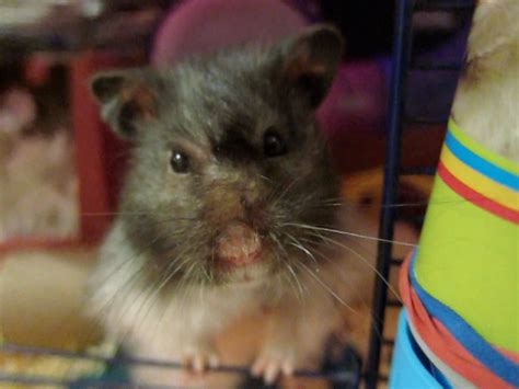 Angora Syrian Hamster Sir Fatty Dumpling Su May Flickr