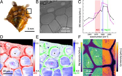 Structure Of An Amorphous Calcium Carbonate Phase Involved In The