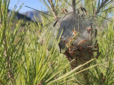 The Danger Of Pine Processionary Caterpillars In Spain Insbrok