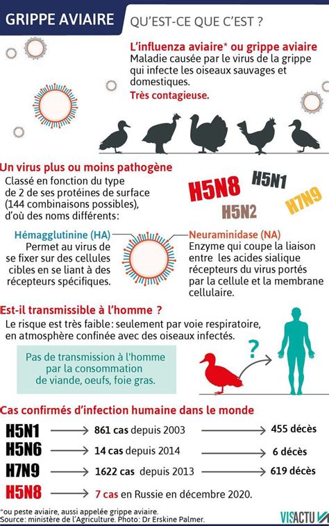 Transmission à lhomme de la grippe aviaire H5N8 faut il sinquiéter