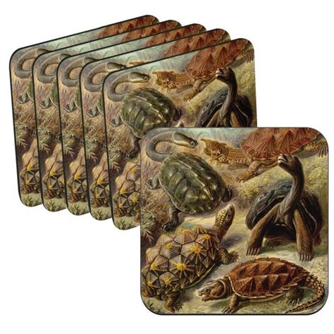 Sous Verre Li Ge Lot De Planche De Tortue Gravure Ancienne Dessin