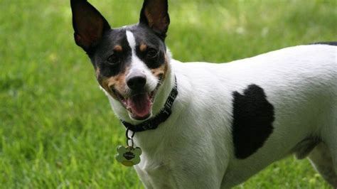 Toy Rat Terrier Puppies In Ohio | Wow Blog