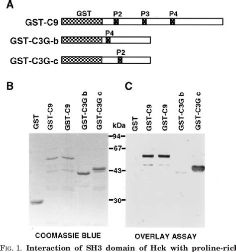 Figure 1 From Physical And Functional Interaction Between Hck Tyrosine