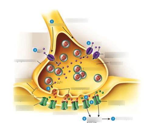 The Chemical Synapse Diagram Quizlet