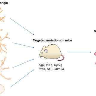 The Use Of Genetically Engineered Mouse Models For Investigating The