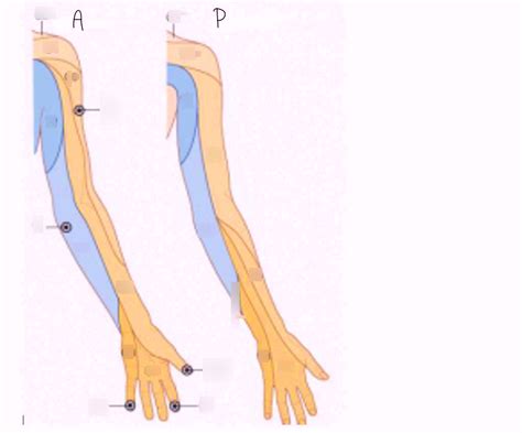 Dermatomes Part 1 Ul Diagram Quizlet