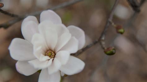 Download White Petal Magnolia Flower In Bloom Wallpaper | Wallpapers.com