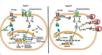 Acute Myeloid Leukemia Derived Exosomes Deliver Mirna To Hinder The T