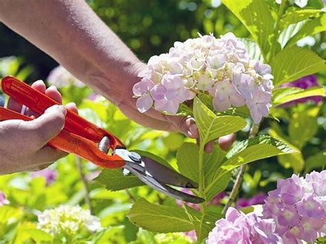 Potatura Ortensie Tecniche Di Giardinaggio