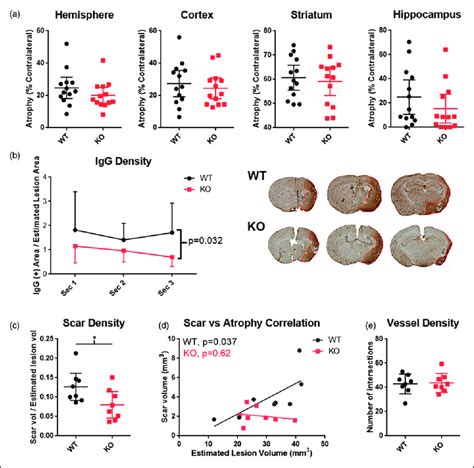 Reduced Igg Extravasation And Scar Tissue In Cd36 Ko Animals At Three