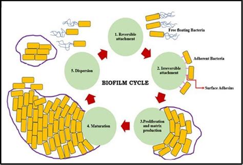 Antibiotic Resistance And Biofilm Formation Of Pseudomonas Aeruginosa