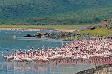 Tripadvisor Tagesausflug Von Nairobi Zum Lake Nakuru Nationalpark Zur