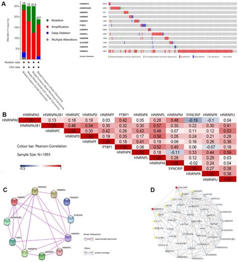 Genetic Mutation Interaction And Coexpression Analyses Of Hnrnps In