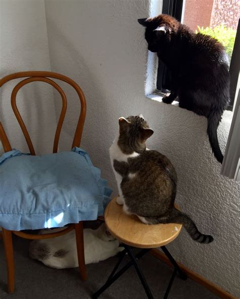 Two Cats Sitting On Chairs Looking Out The Window At Another Cat In The