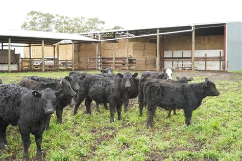 The Herd Online Wvlx Mortlake Store Cattle Sale