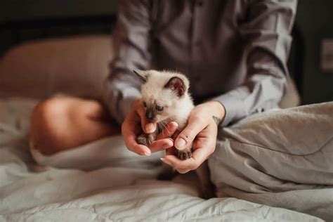 10 Top Tips For Bringing A Kitten Home You Really Must Follow