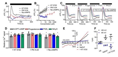 Action Of Pka Inhibitors On Catsper In Human Sperm A Representative Download Scientific