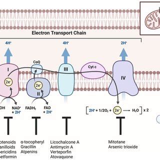 A schematic illustration of the inner mitochondrial membrane comprising ...