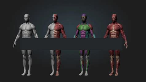 Ultimate Anatomy Tool Reference For Artists Zbrush D Obj