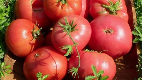 Томат Малиновый гигант: отзывы, фото рассады, грядок с кустами и ...
