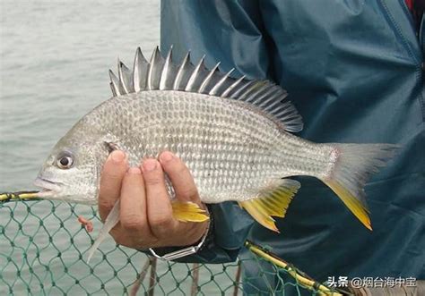 原來這就是黃鰭鯛，多吃它好處多，做法也很簡單 每日頭條