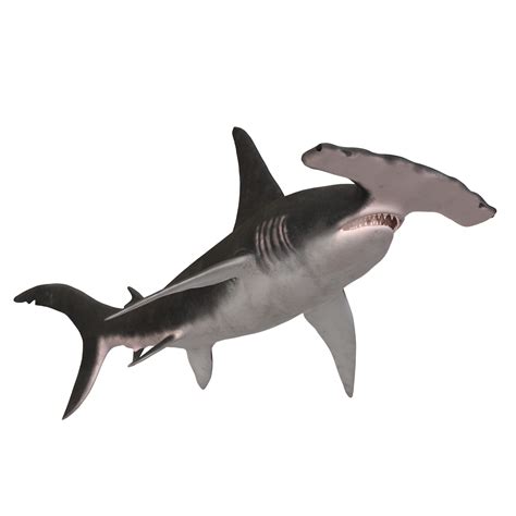 Swimming Shark Illustration 27257689 Png