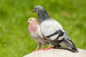 How To Sex A Pigeon Everything You Need To Know NE Pigeon Supplies