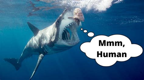 Sharks that attack humans | Shark Defence