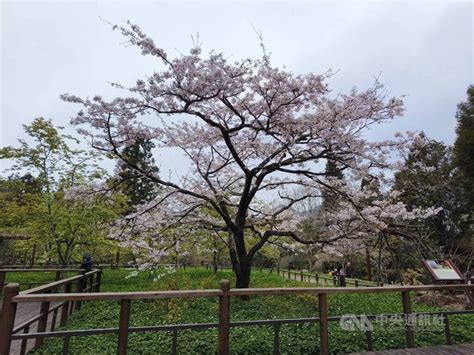 Alishan Cherry Blossom Festival Opens Large Crowds Expected Focus Taiwan