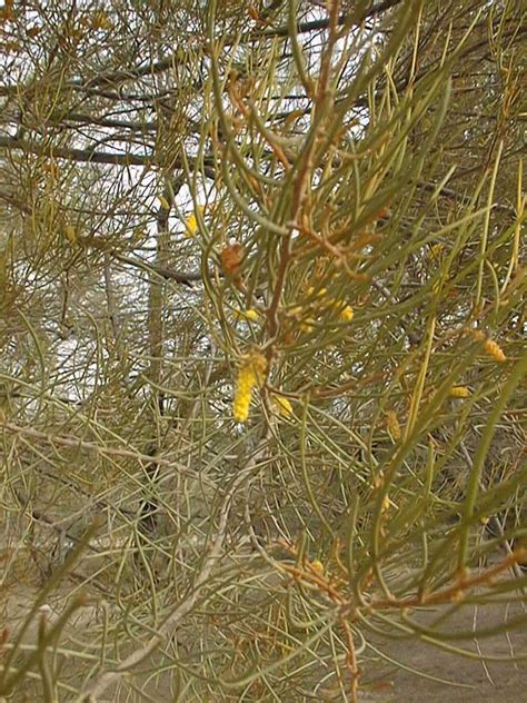Mulga Acacia Acacia Aneura