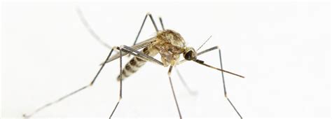 Mastering Mosquito Control To Protect Your Home