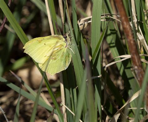 P4260636 Citronsommerfugl Gonepteryx rhamni Citronfjäril Flickr