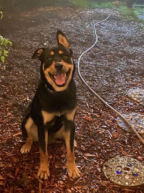 Rottweiler German Shepherd Mix