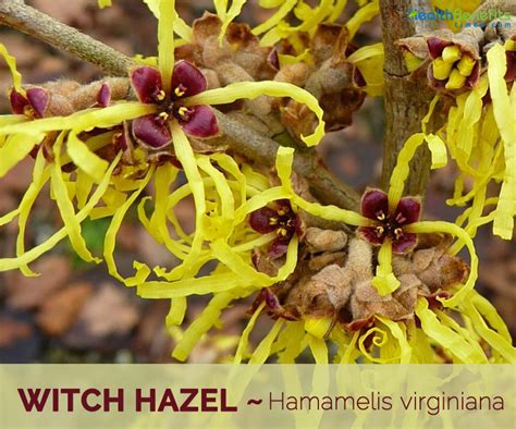 Facts And Benefits Of Witch Hazel Health Benefits