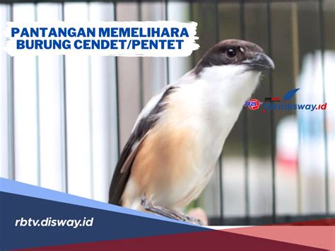 Hindari Ini Pantangan Saat Memelihara Burung Cendet Atau Pentet Agar