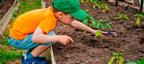 Dicas Para Incentivar As Crian As A Cuidarem Da Natureza Rvore