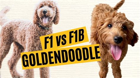 Goldendoodle Generations Explained F1 F1b F1bb F2 F2b 45 Off