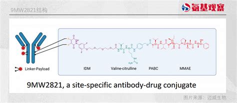 Nectin 4 Adc：一场刚刚起跑的竞赛 蓝鲸财经