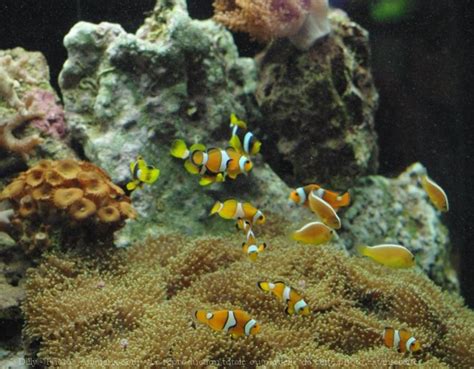 Photo De Poissons Exotiques X N 492928 Sur Photos Animaux