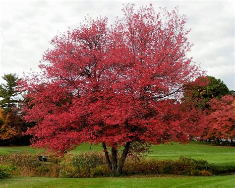 Graceful Red Maple