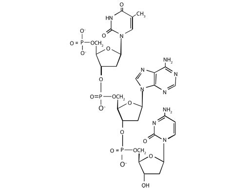 Chapter Nucleic Acids And Protein Synthesis Che 4418 Hot Sex Picture