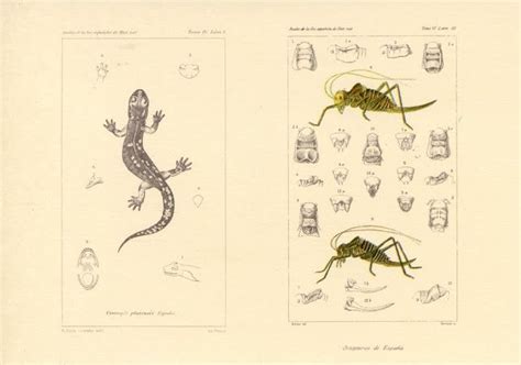 Two Drawings Of Geckos And Other Insects