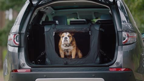 Como Transportar Cachorros E Outros Pets No Carro