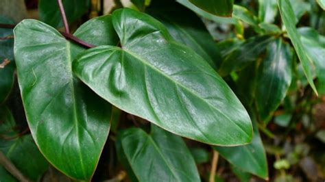 Philodendron Erubescens Care Blushing Philodendron Guide