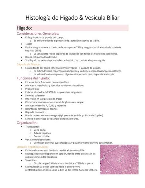 Histolog A Del H Gado Y Ves Cula Biliar Daniel Huachaca Morales Udocz