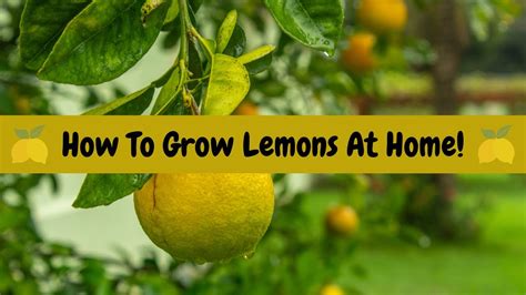 How To Grow Lemons At Home Youtube