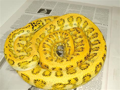 Arboreal Monsters: Carpet python morphs