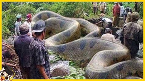 Voc N O Vai Acreditar No Que Eles Encontraram Na Floresta Amaz Nica